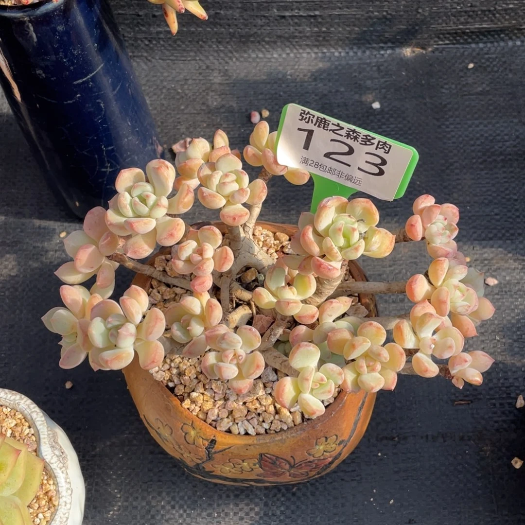 弥鹿之森多肉0123