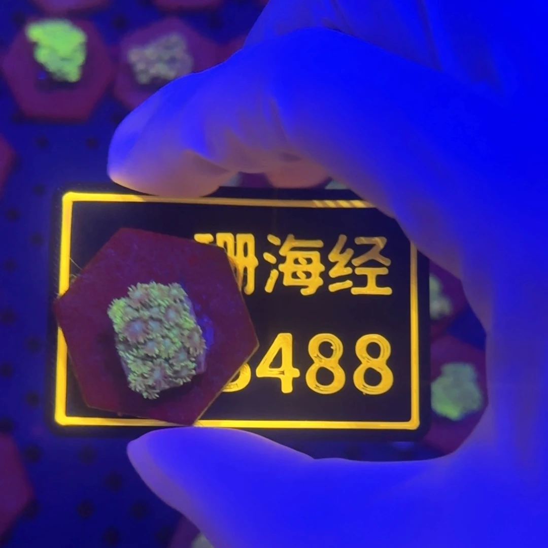 я***ю纽扣珊瑚又又不包邮澳彩切件B488