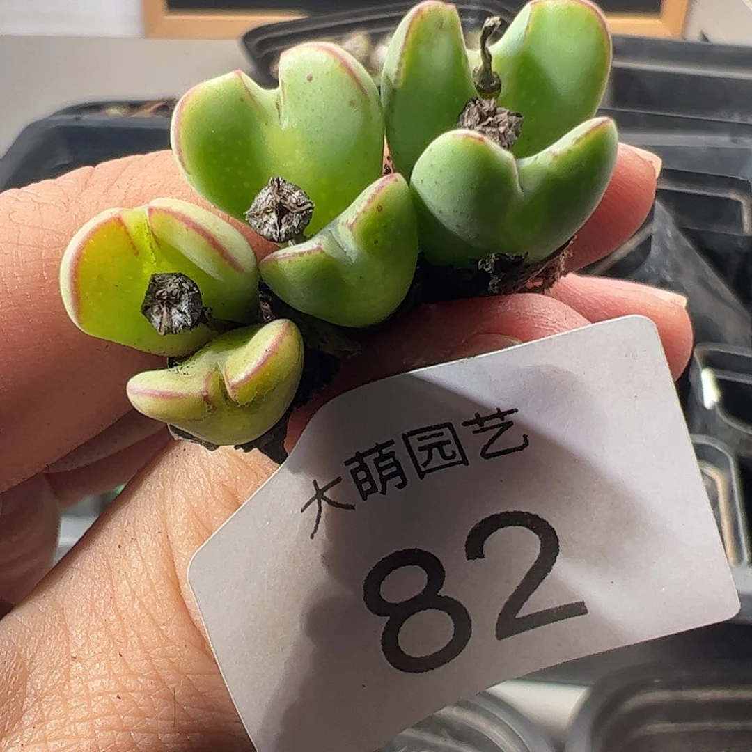 一物一拍。        82