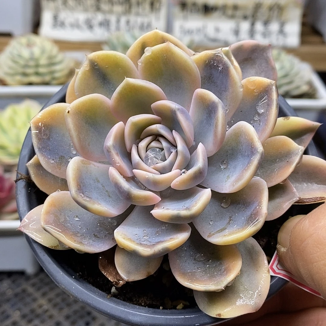 08160 汉堡覆轮锦