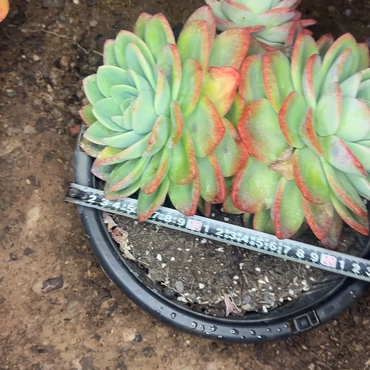 天***光多肉植物一物一拍玄凤336