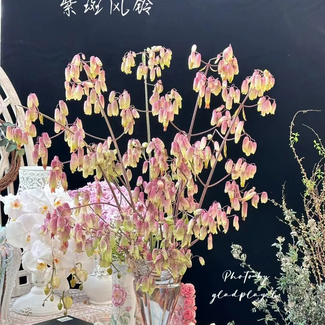 【香羿鲜花】天灯一扎/全场任意满两单及以上包邮