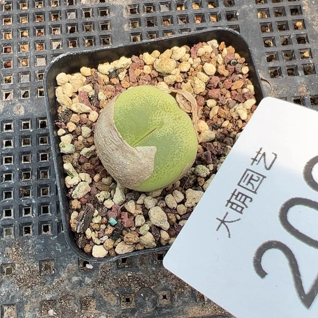 一物一拍母本大翠光脱土发0000209