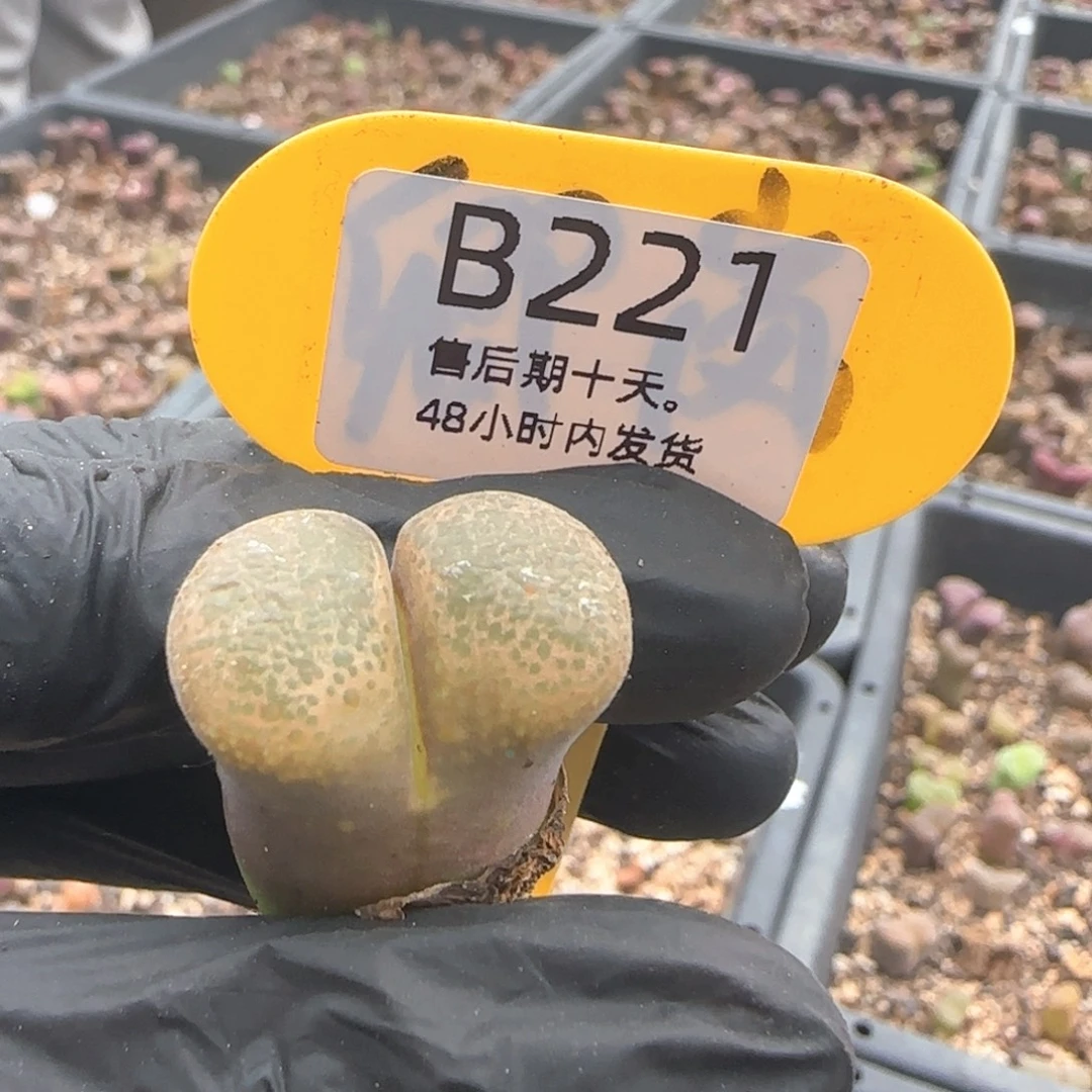 E***O福利。   221。