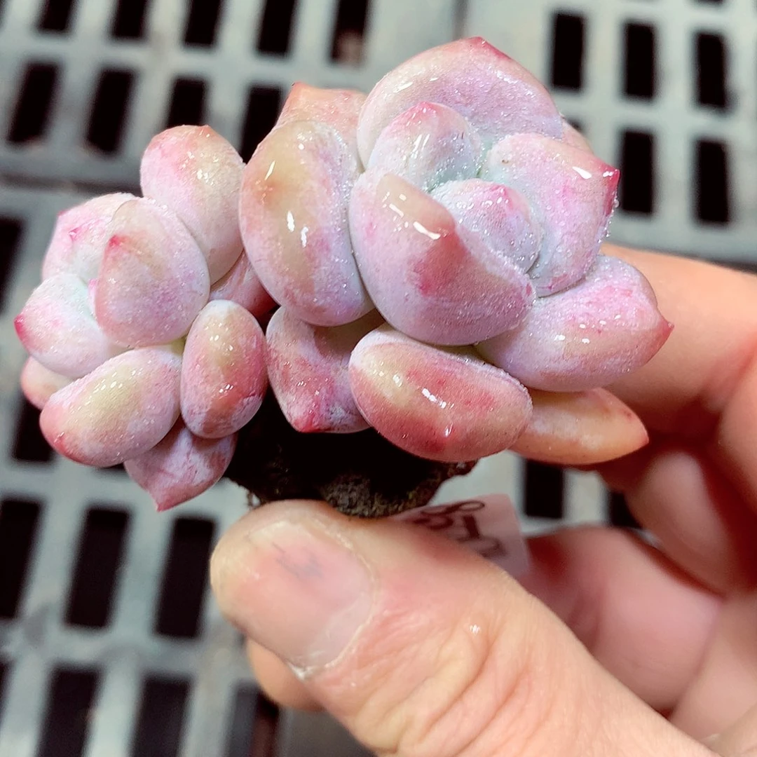 5厘米盆精控多肉857