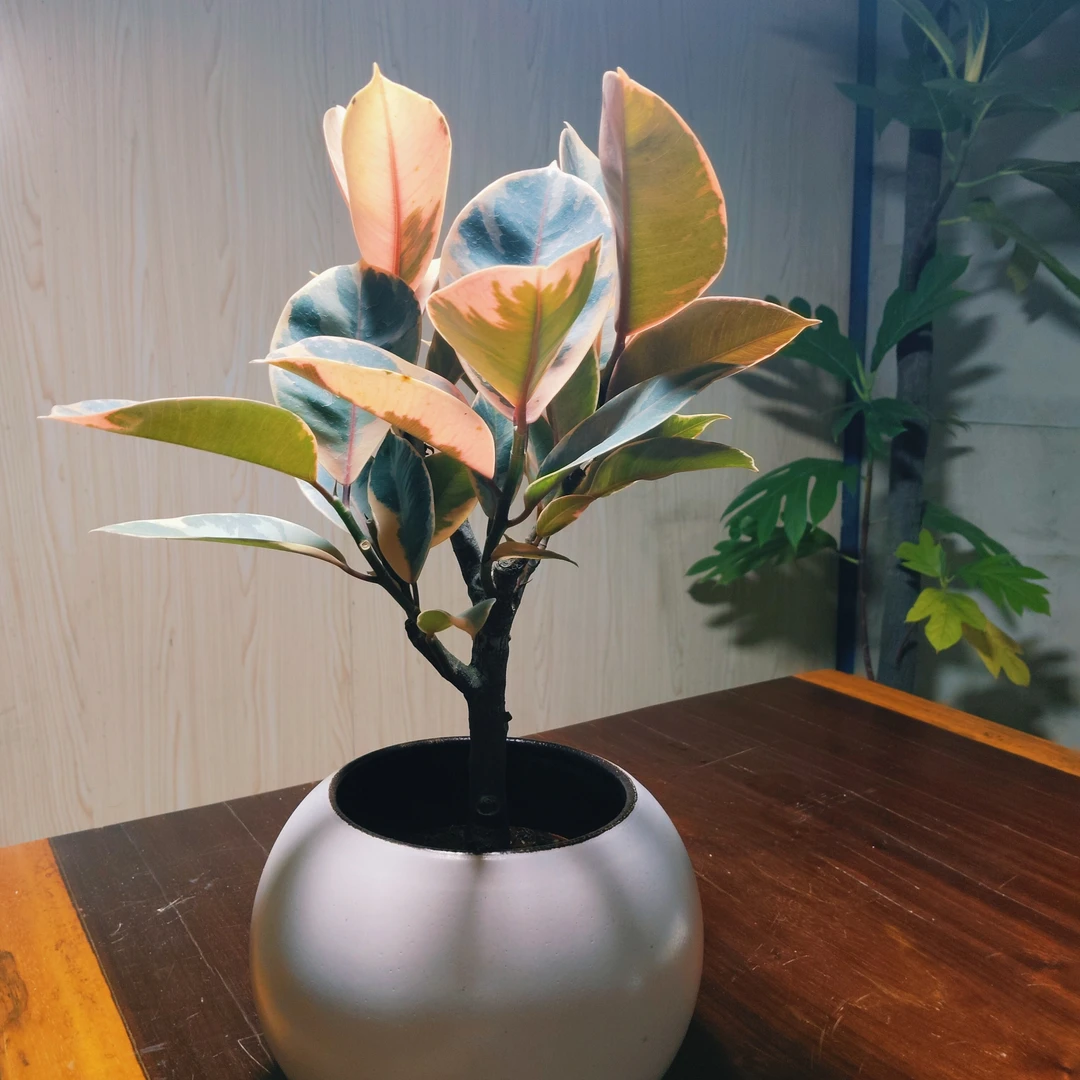 橡皮树红关公观叶盆栽净化空气易活观赏颜色净化签收退回运费自付