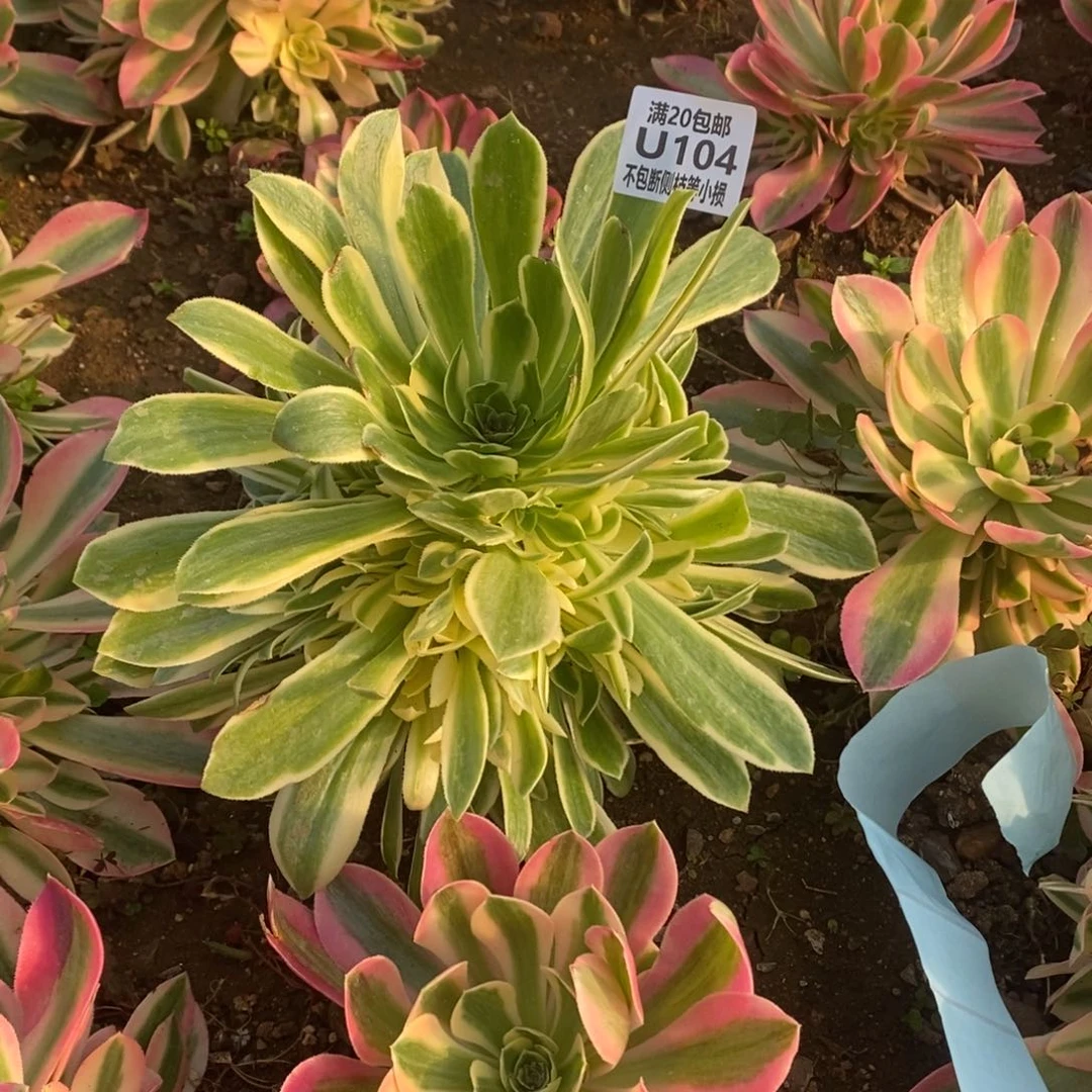 104艳凝多肉法师锦