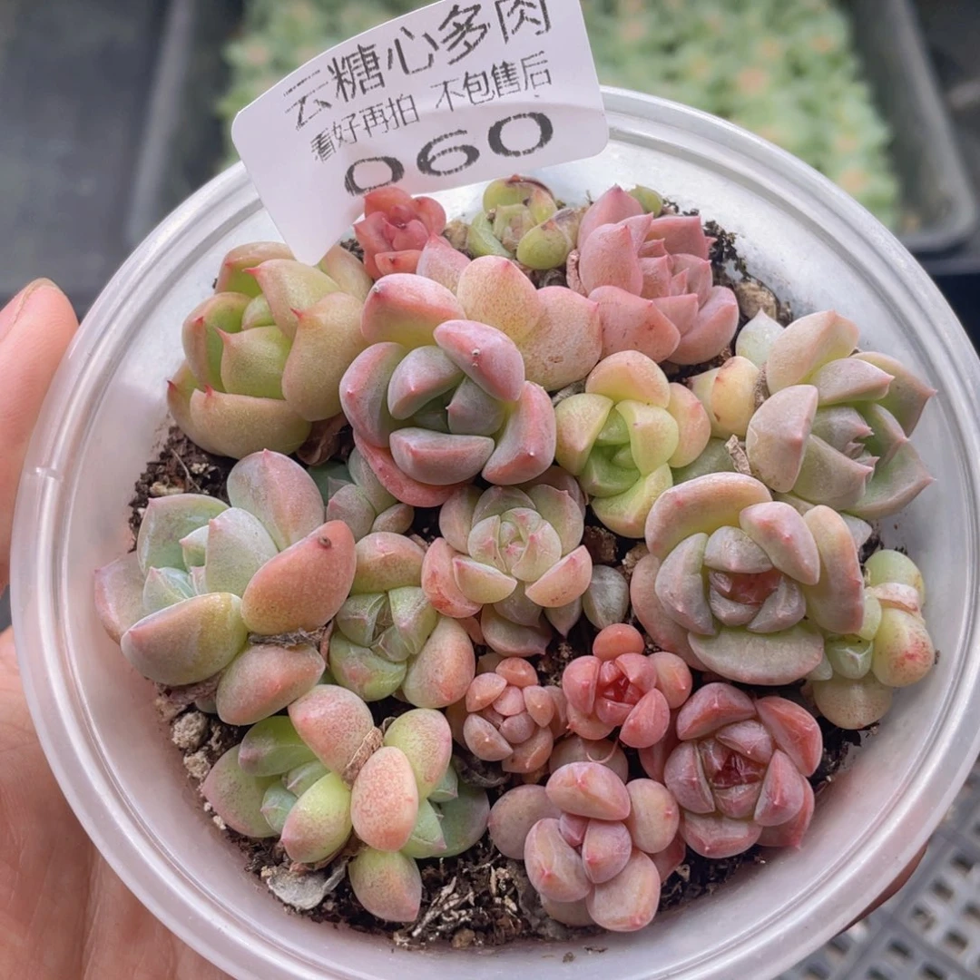 云糖心多肉植物60
