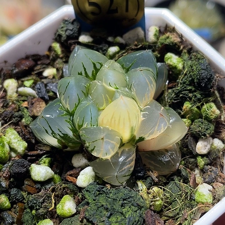 527北极之光锦特选福利