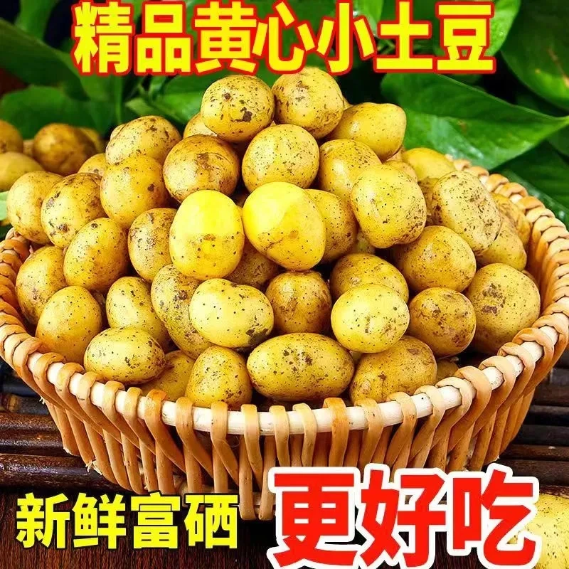 湖北恩施富硒小土豆新鲜农家小土豆饱满清香种植好吃美味黄心土豆