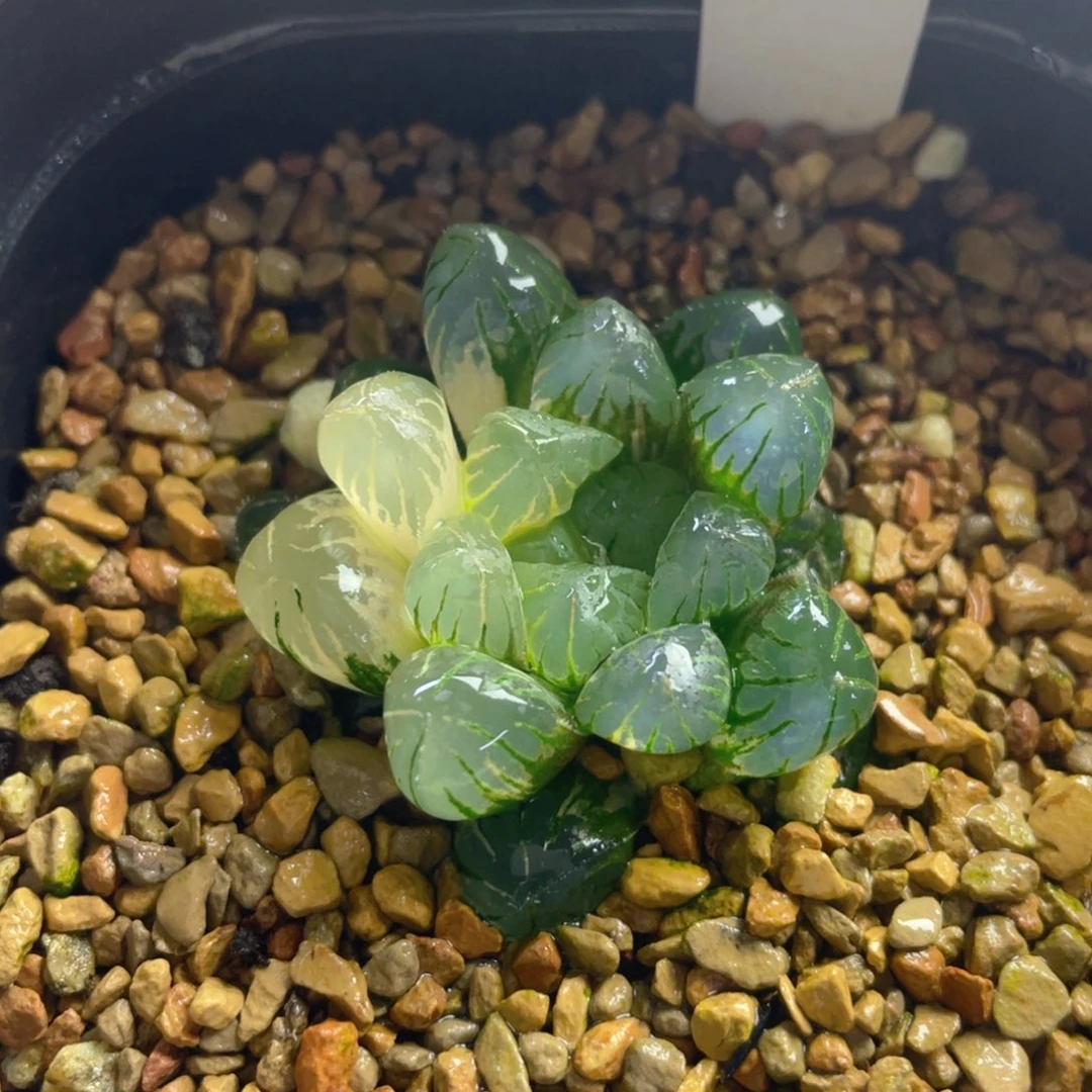 24.十二卷多肉实生玉露锦。