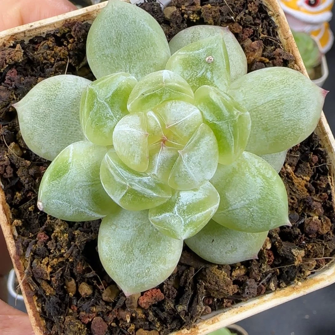09东篱下多肉哈哈哈哈哈