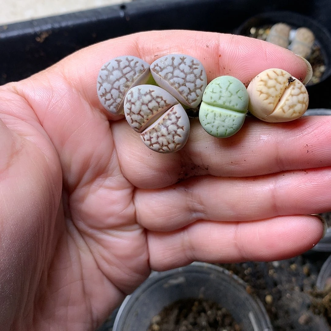 D128多肉植物保护