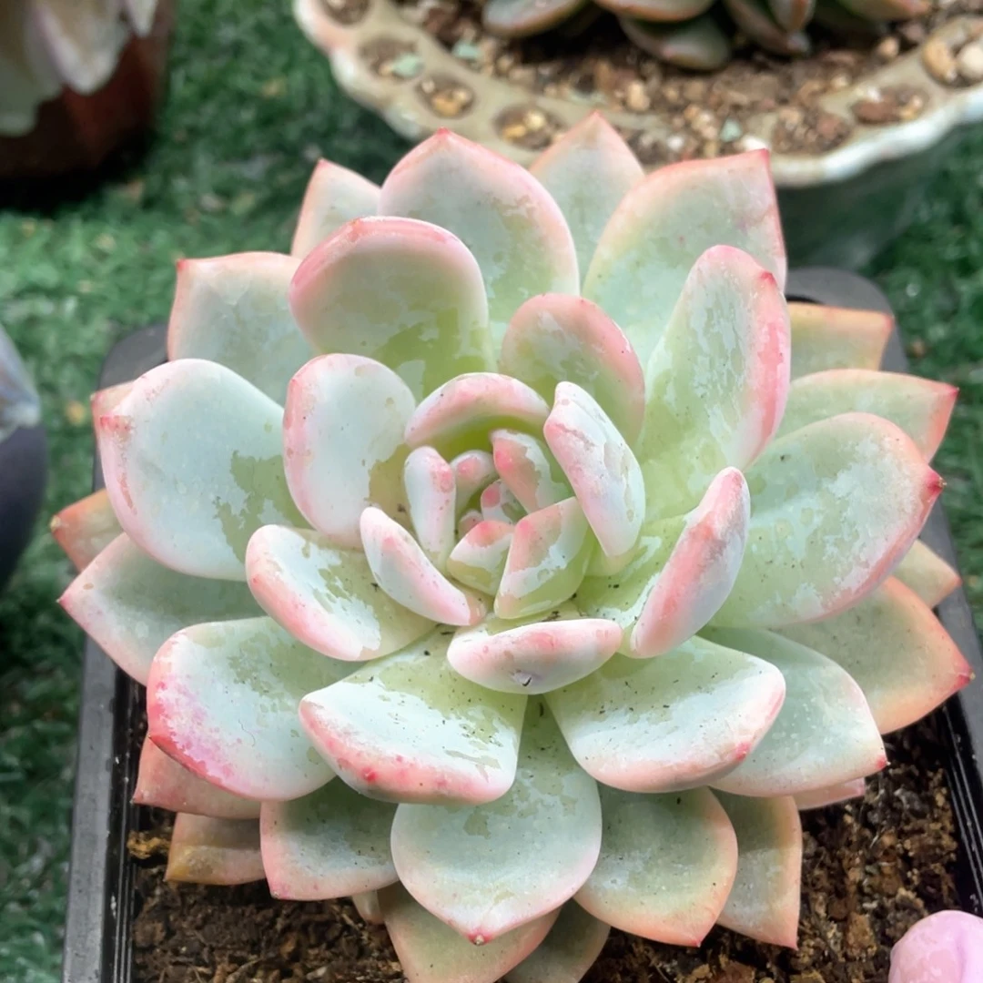 橙锦一物一拍28包邮非偏远