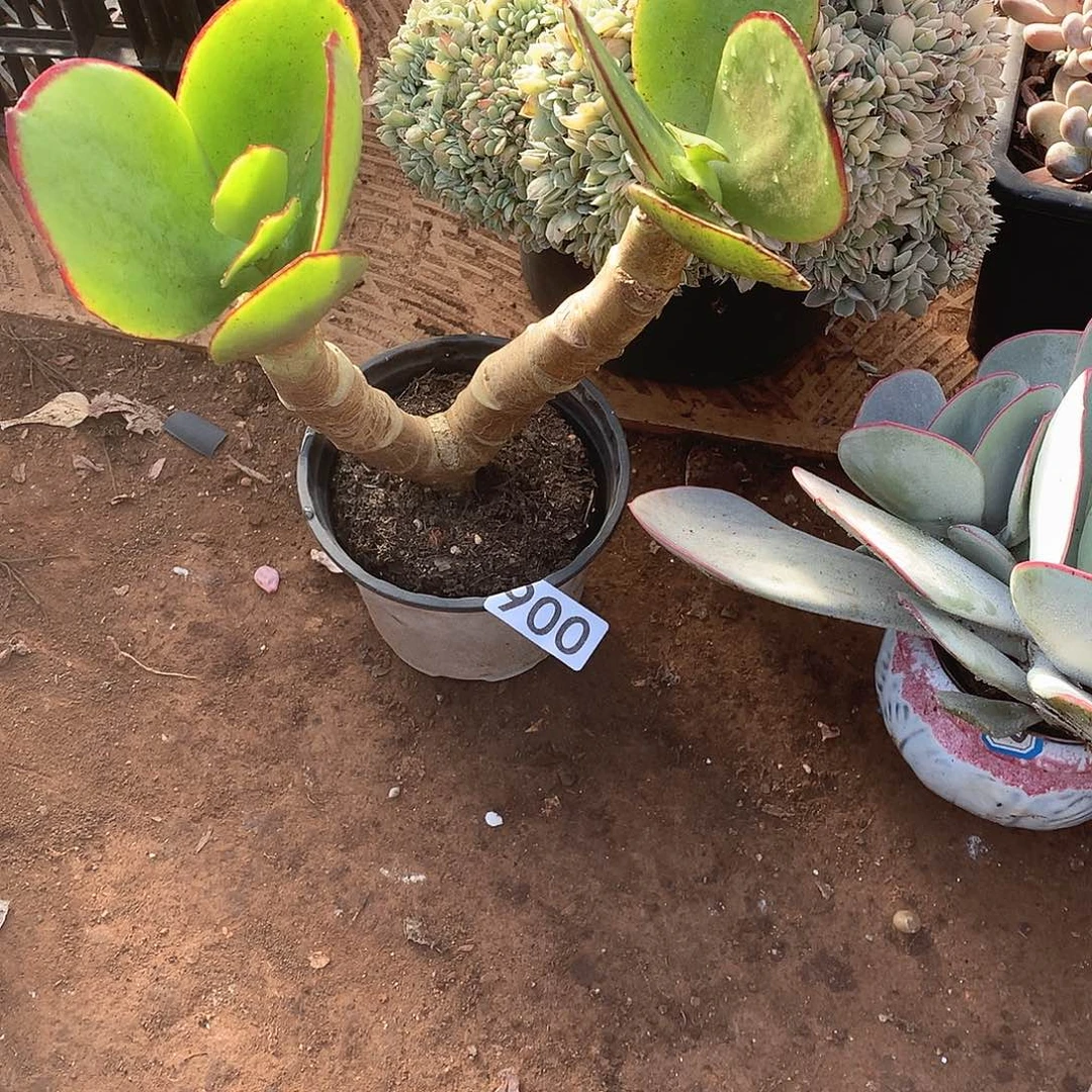 900 一物一拍多肉