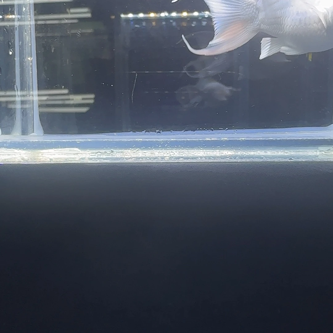 孔雀鱼关注主播可以竞拍