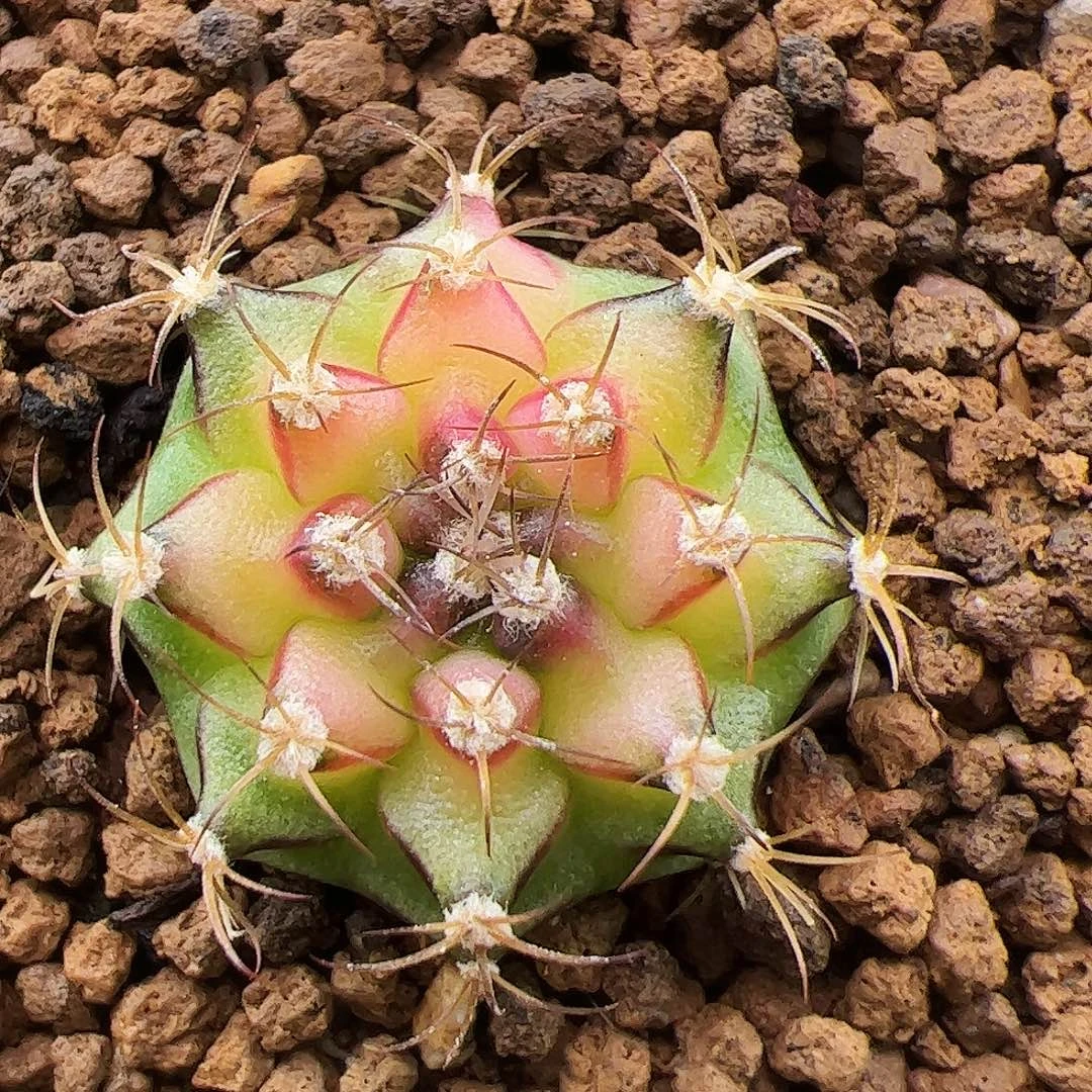 无花朵米哈洛维奇