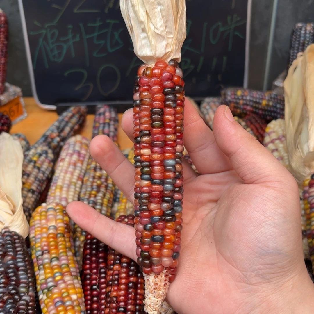 柏香籽/百香籽吊坠遗*