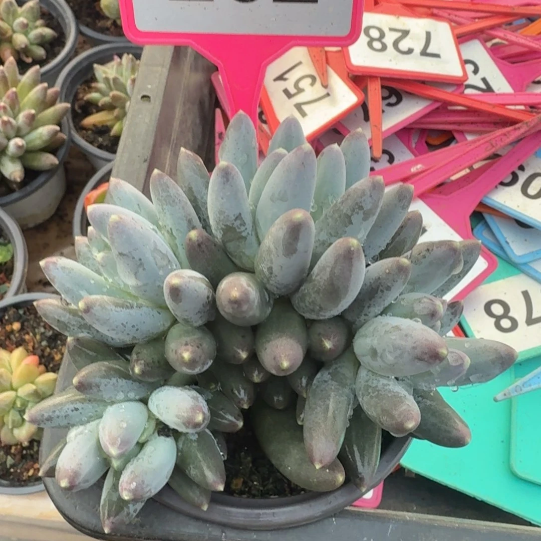 多肉植物漂亮群生262