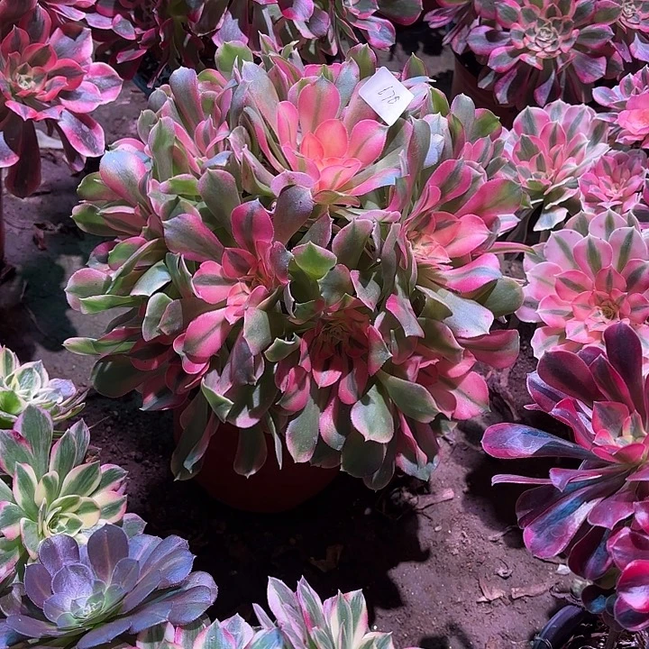 多肉植物香妃00678