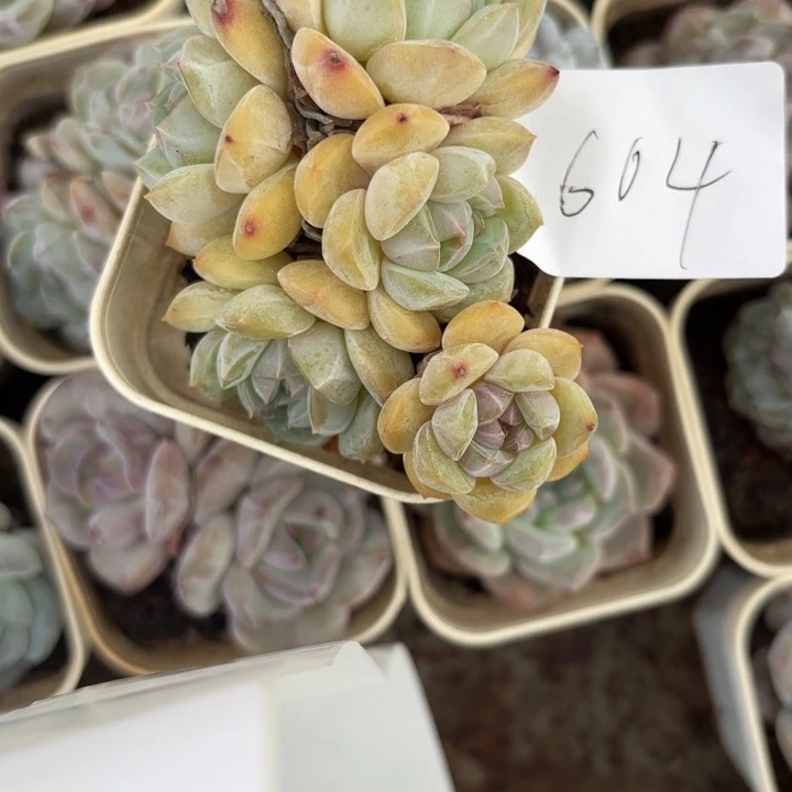 战后604呀呀呀呀呀呀呀呀呀呀呀啦