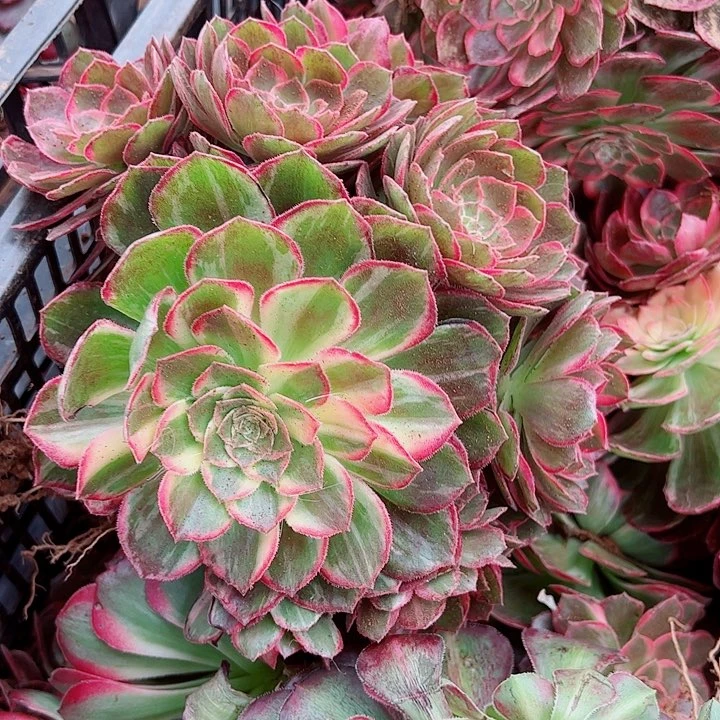 万花筒戴崽多肉植物大战