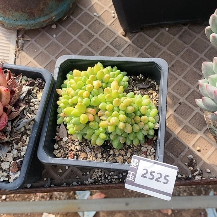【闪购商品】千代田缀2525