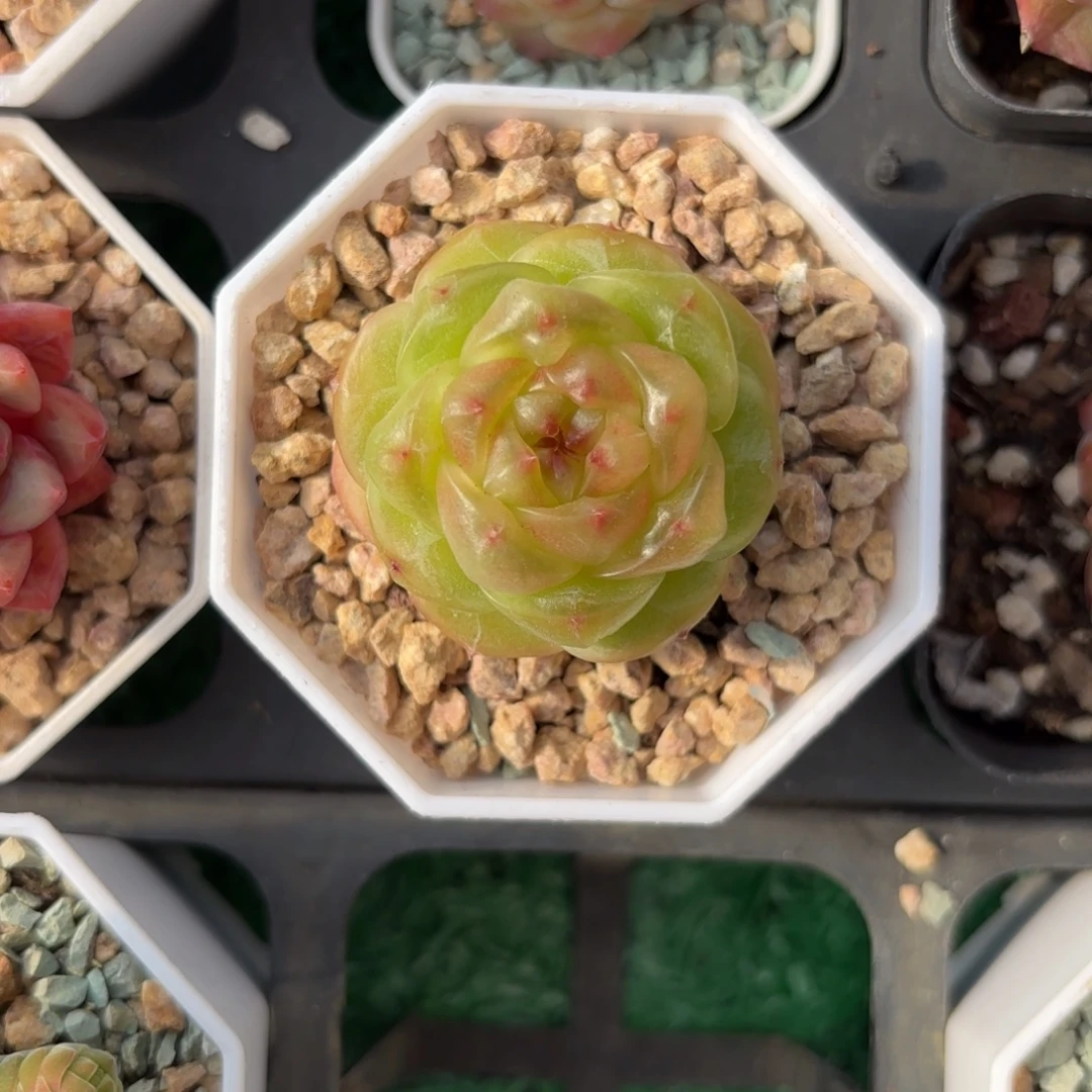 薄糖珍妮一物一拍