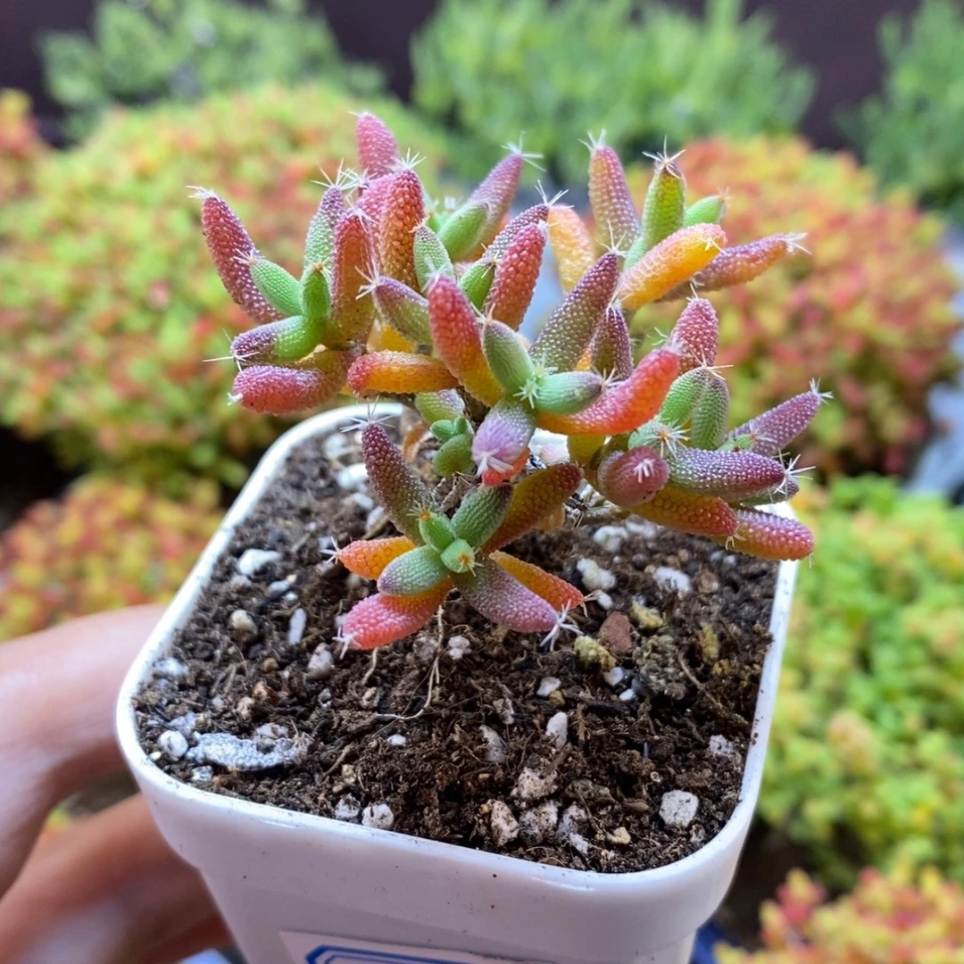 无花朵24号实生玉米枝干