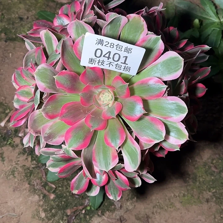 0401七彩石多肉植物