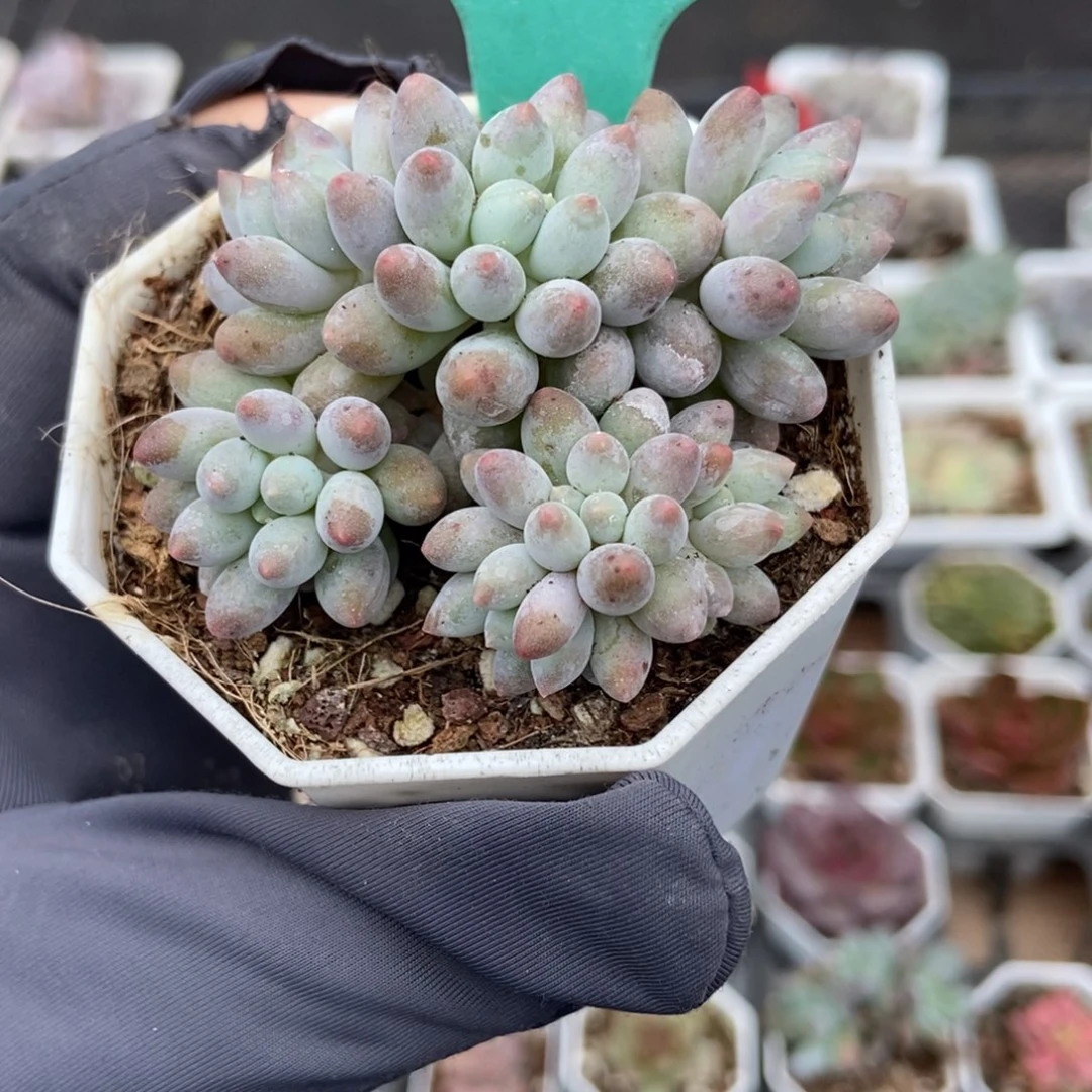 1603婴儿手指多肉植物