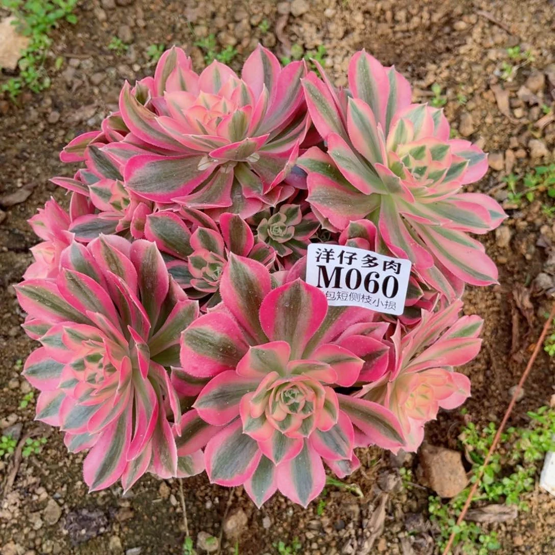 060粉女巫  冠幅20左右