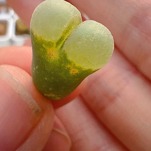 【闪购商品】25937