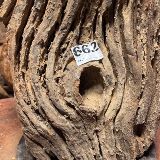 大果紫檀（缅甸花梨）