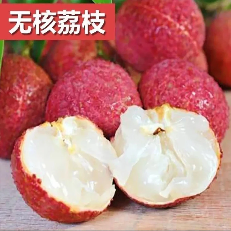 当年结果荔枝果树苗南北方均可种植阳台盆栽庭院地载