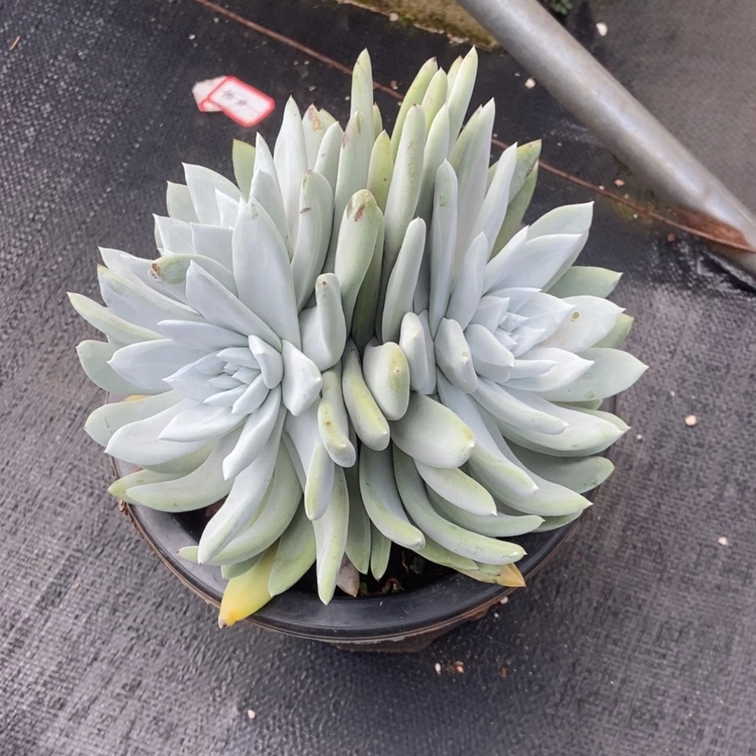 帕翠莎多肉植物啦啦啦