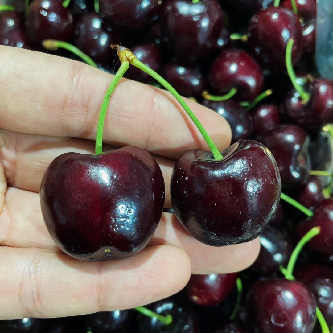 【都乐】JD海运拉宾斯5斤1箱樱桃桑提娜拉宾斯智利