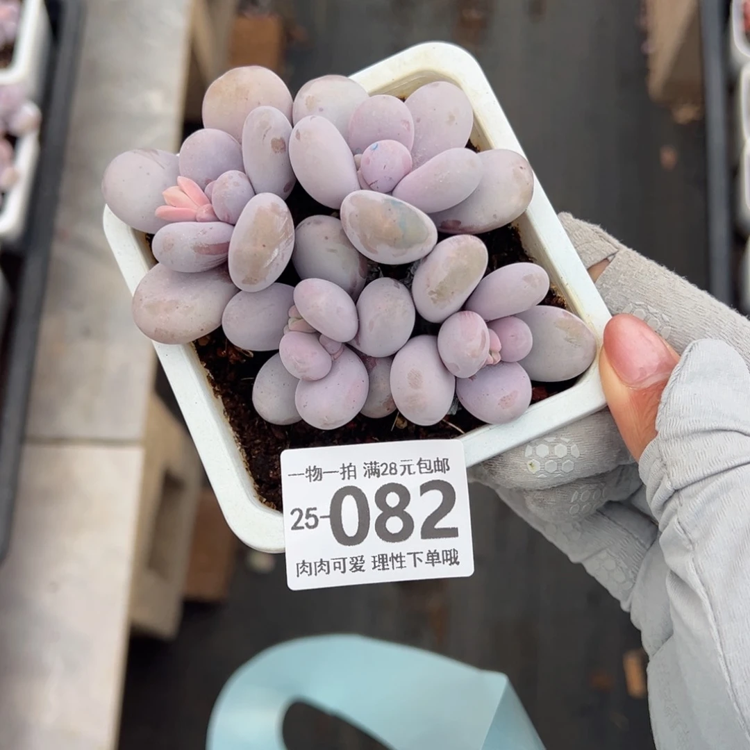 奶酪多肉多肉多肉多