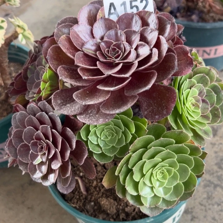 152花月夜20厘米半木质