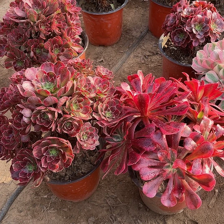 安娜➕大美杜莎脱土裸根