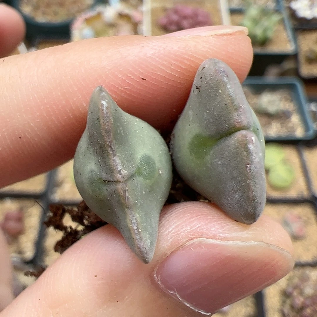 【闪购商品】297 开播福利