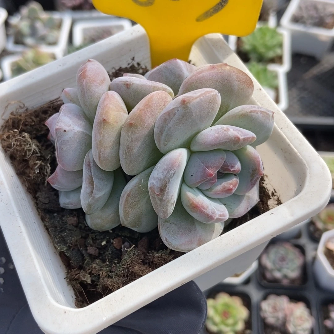 803石榴籽多肉植物