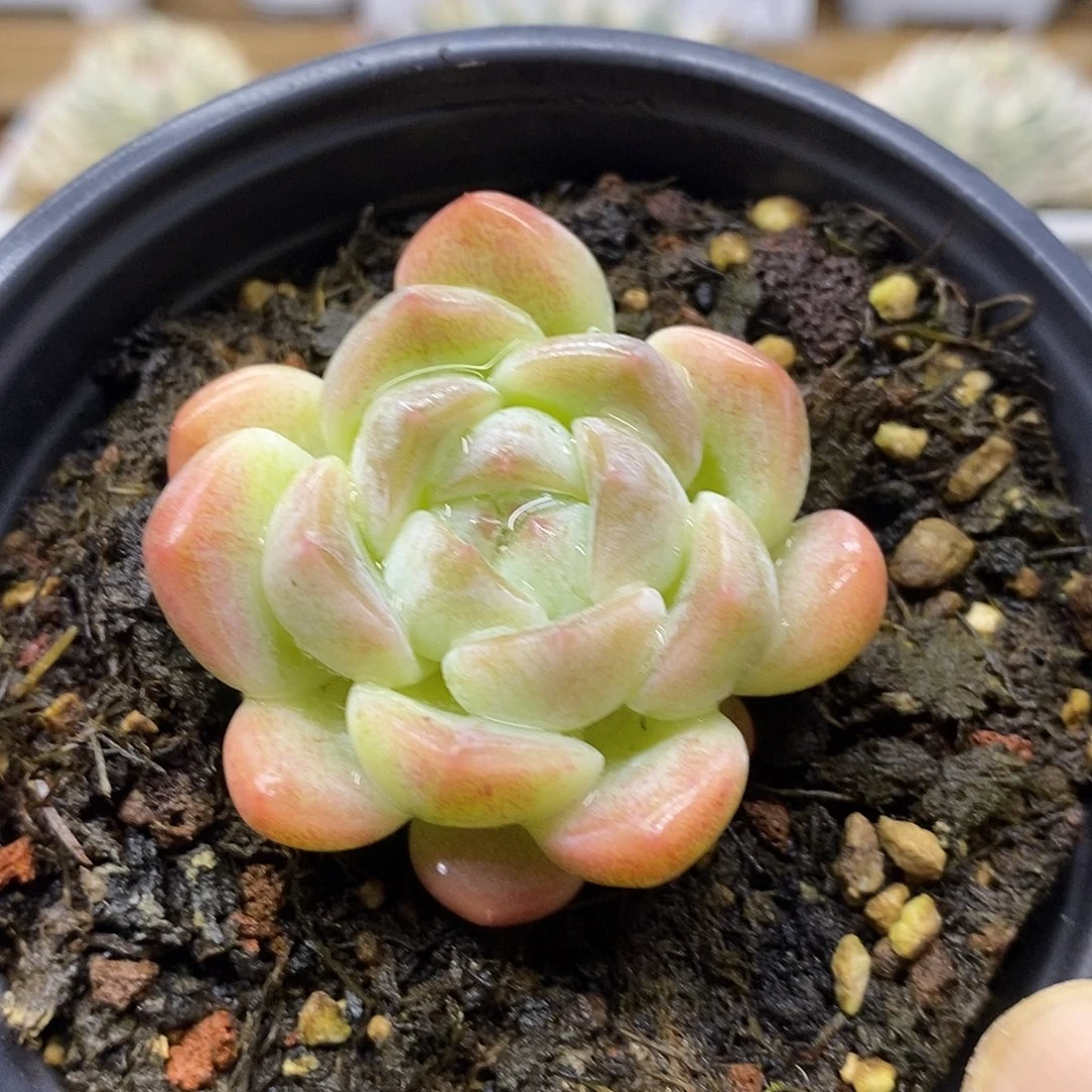 0368 福利不知名 不售后