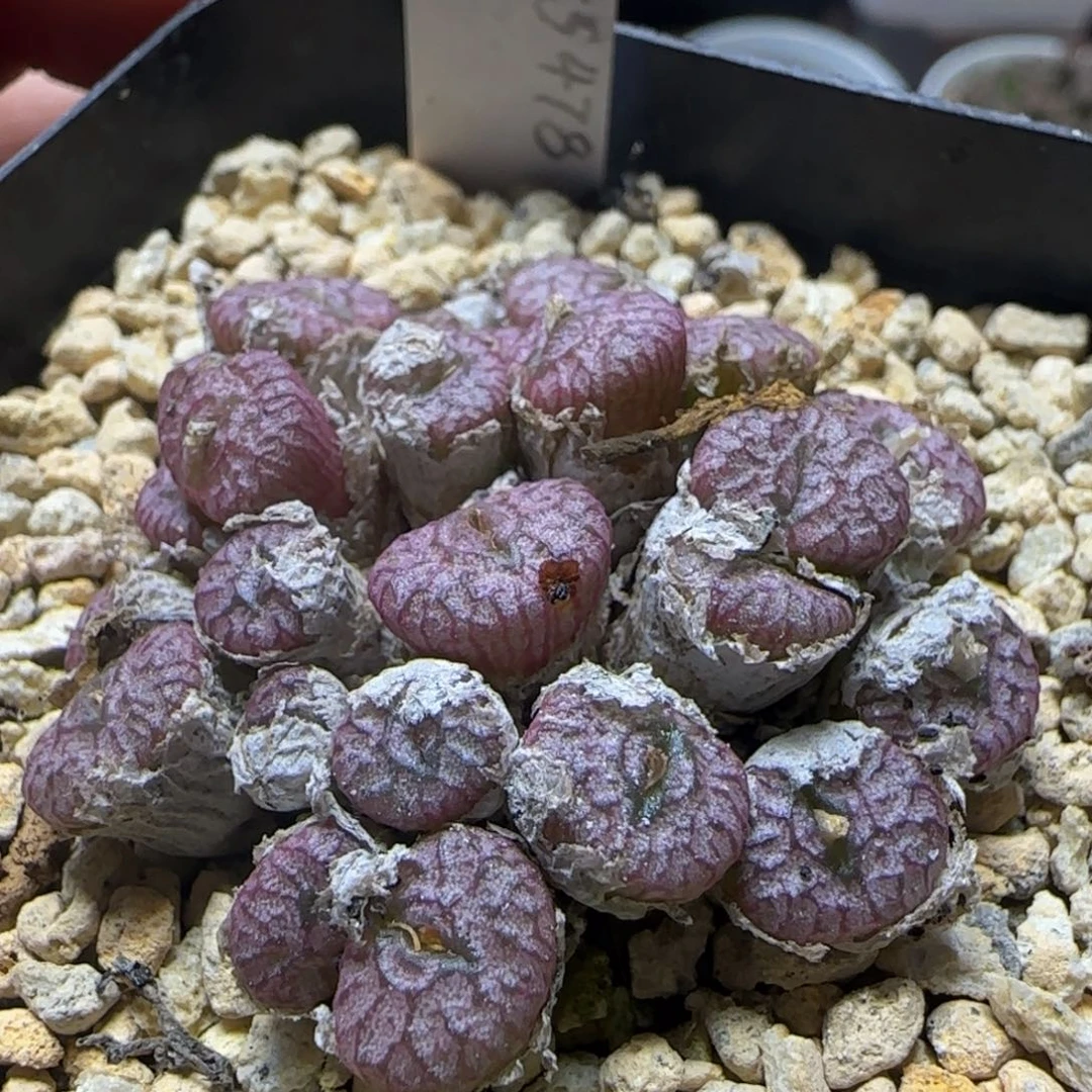 ts478漂亮多肉植物683
