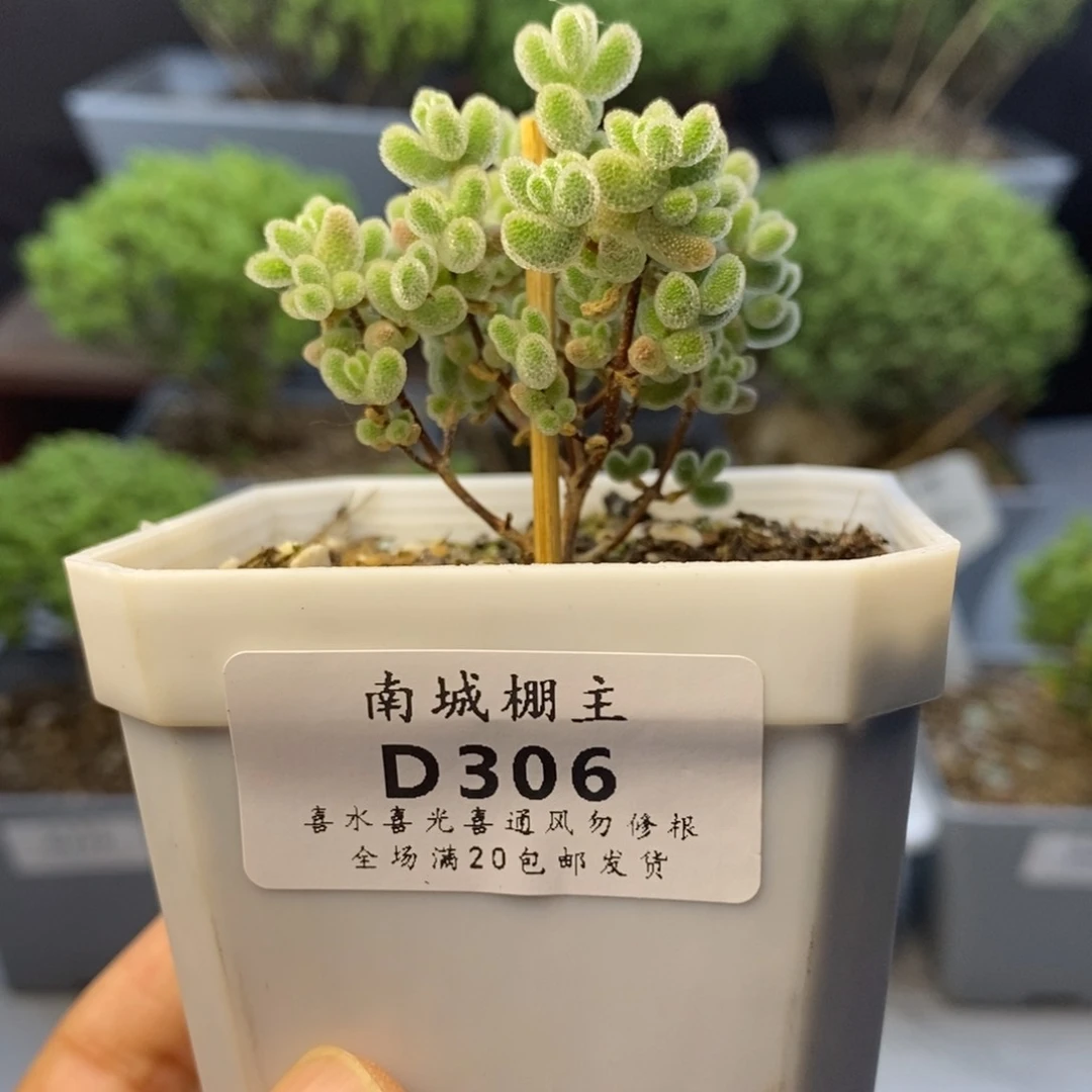 306实生优选冰晶