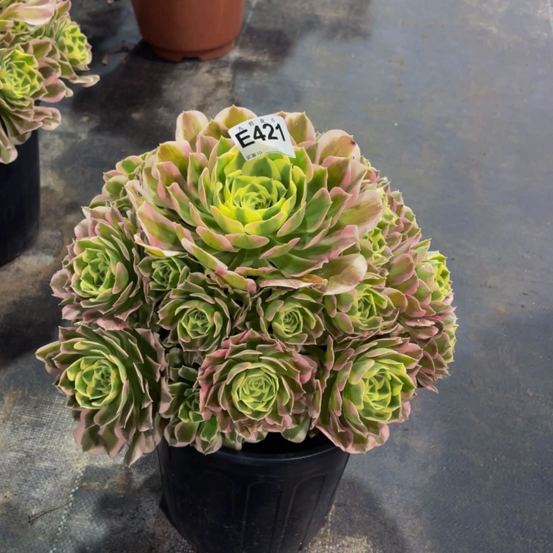 【闪购商品】42100