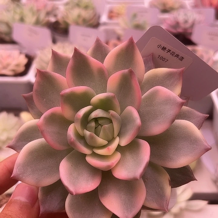 1007号卡梅拉锦多肉