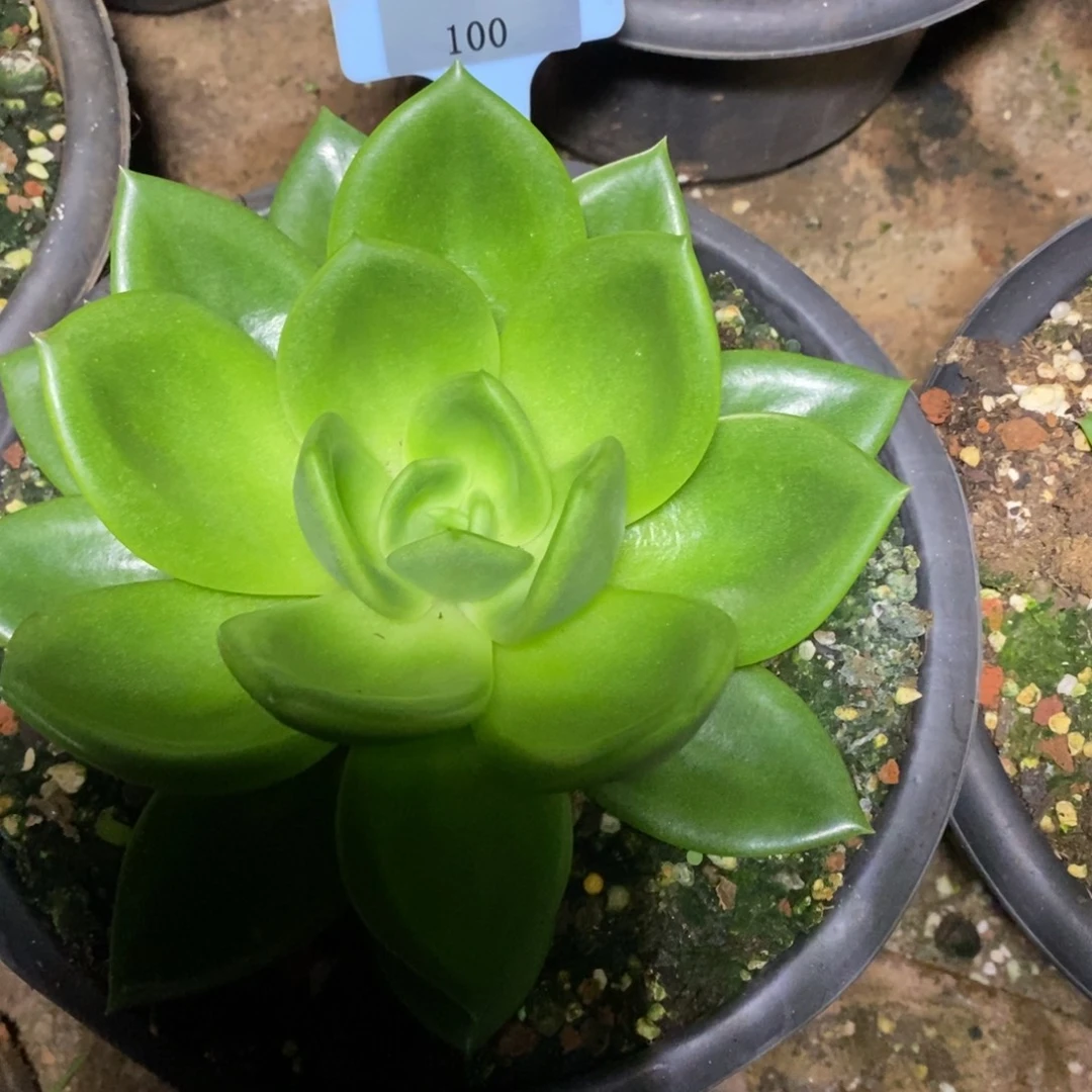 温***飞x100-多肉植物 翠花