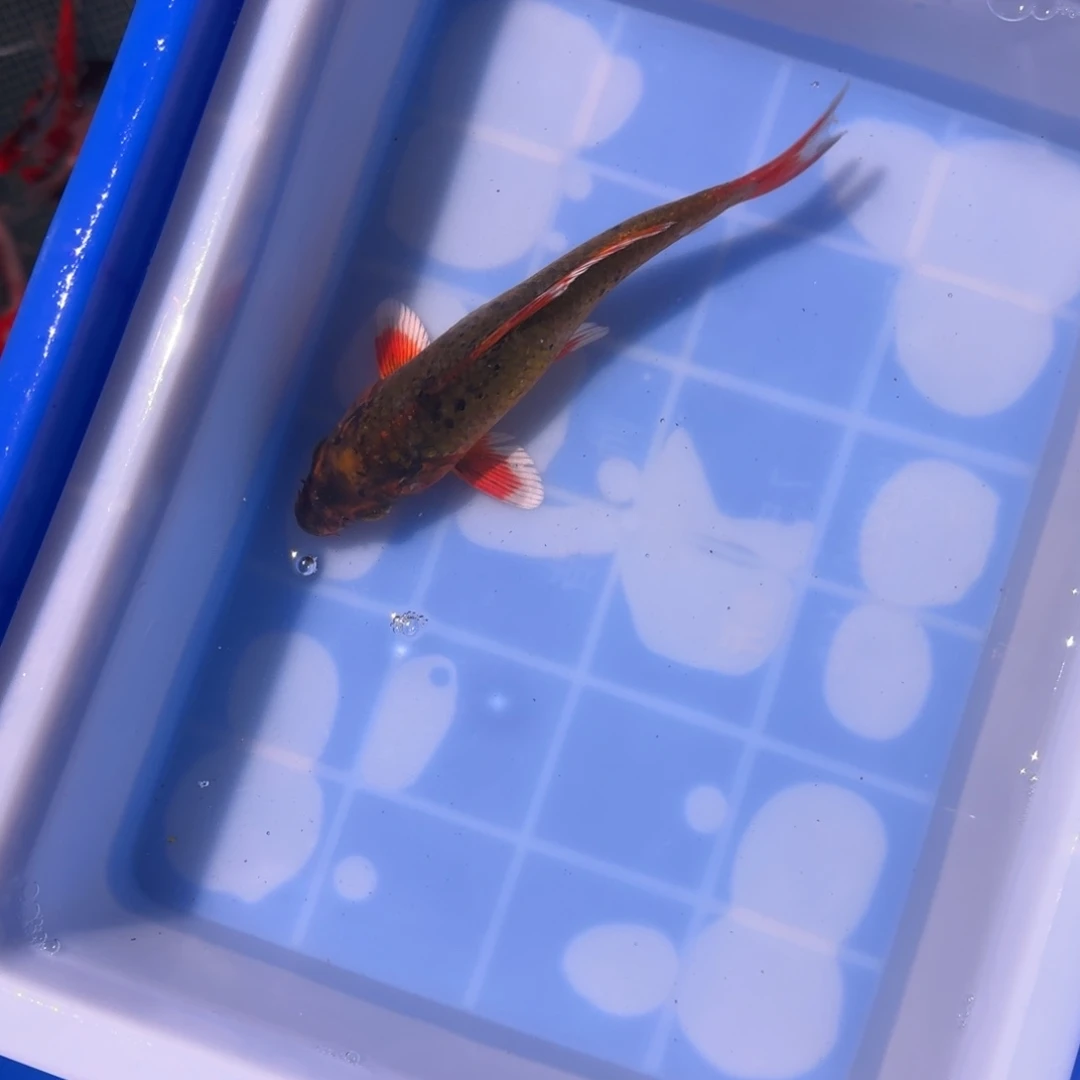 海水鱼精品锦鲤热卖中