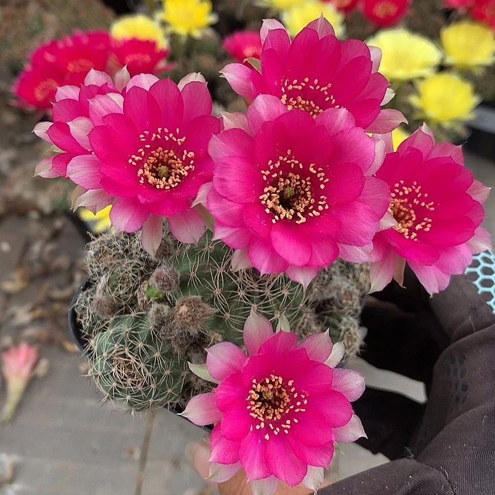 46 实生丽花7厘米盆